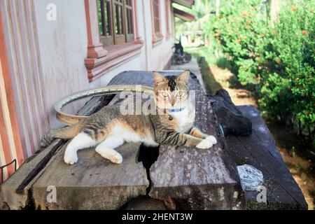 Grey tabby cat relaxing on wooden desk at home area Stock Photo