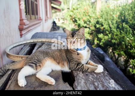 Grey tabby cat relaxing on wooden desk at home area Stock Photo