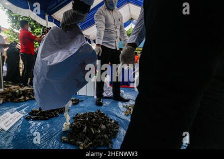 Makassar, Indonesia. 11th Jan, 2022. A total of 93kg of green turtle pieces were illegally secured by the South Sulawesi regional police by 6 suspects from Takalar Regency at the South Sulawesi Regional Police Office, Makassar, South Sulawesi (11/1/22). The police officers were seen releasing the evidence they had secured. (Photo by Jumadil Awal/Pacific Press) Credit: Pacific Press Media Production Corp./Alamy Live News Stock Photo