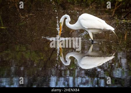Great egret (Ardea alba) quickly plunging its bill in the water to capture a fish at Guana River Wildlife Management Area in Ponte Vedra Beach, FL. Stock Photo