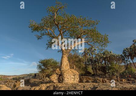 Large baobab tree on the banks of the Kunene River, Namibia Stock Photo