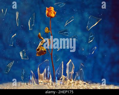 Faded yellow rose surrounded by shattered glass shards against blue background. Stock Photo