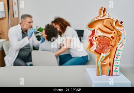 Diagnosis and treatment of ENT diseases. Nasal and oral cavity anatomical model on a table over background doctor doing throat exam for patient Stock Photo