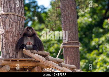 Gelada Baboon (Theropithecus Gelada) sitting on a platform in the shade of a tree, monkey portrait Stock Photo