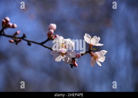 Pink almond tree flowers on almond tree branches against blue sky on a warm, sunny spring day. Stock Photo