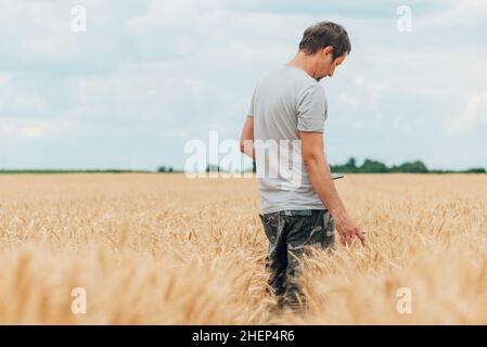 Farmer with smartphone checking up on development of wheat crops in field, using modern technology in agricultural activity Stock Photo