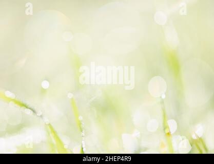 Green abstract springtime background with defocused grass and morning dew, selective focus Stock Photo