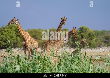 4 Giraffes (Giraffa Camelopardalis) group. Etosha National Park, Namibia, Africa Stock Photo