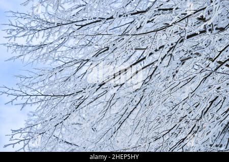 Blurred.Tree branches thickly covered with frost at sunrise on a frosty winter morning. Background. Selective focus. Stock Photo