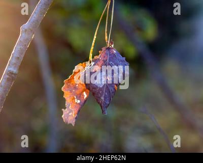 dried leaves on a branch in the forest, in autumn Stock Photo