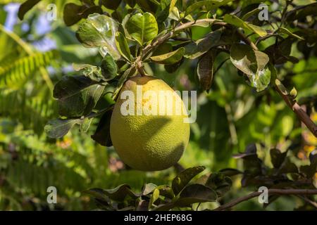 Ripe pomelo fruit on the tree branch Stock Photo