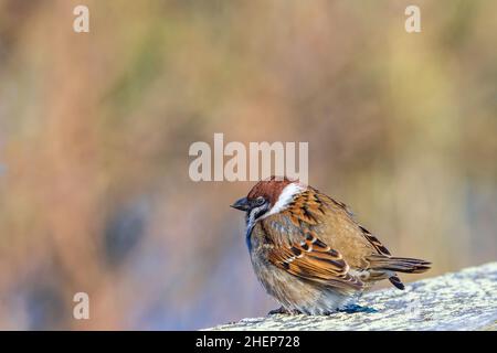 Beautiful Eurasian tree sparrow resting in the sunlight Stock Photo