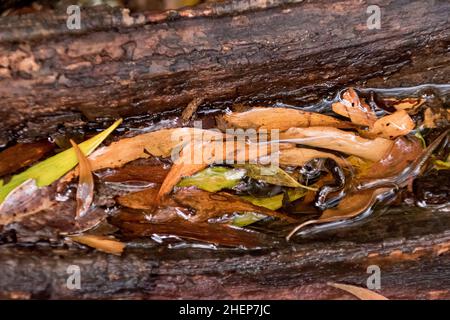 Fallen eucalypt leaves collecting in a puddle in a hollow tree trunk on forest floor of sub-tropical lowland rainforest, Queensland,Australia. Stock Photo