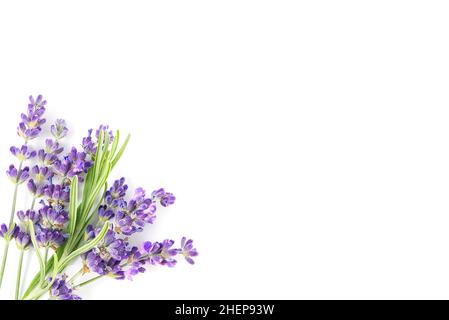 Aromatic Lavender flowers bundle on a white background. Isolated morning Lavender flowers Stock Photo