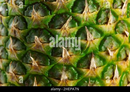 Textured surface of pineapple in full length as a background. Pineapple skin close up. Stock Photo
