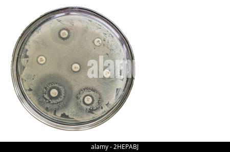Multidrug resistance bacteria Antimicrobial Susceptibility Test on petri dish Stock Photo