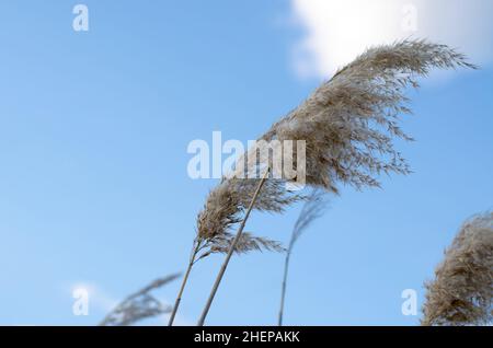 Sprigs of reeds on the background of the cloudy sky Stock Photo