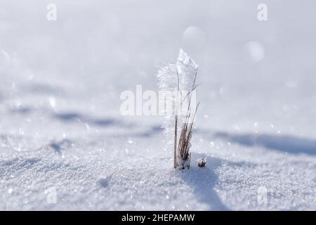 plant with ice crystals Stock Photo