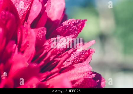 Peony flower with water drops close-up. Beautiful natural background macro photo Stock Photo