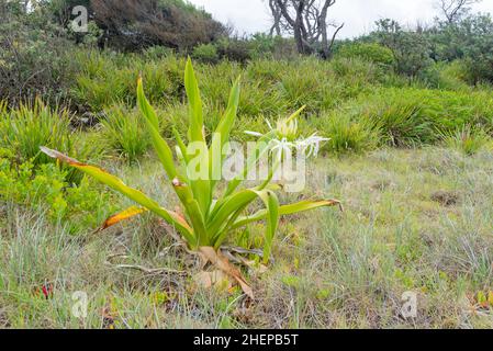 Swamp Lilly (Crinum pedunculatum), Coastal Spinifex (Spinifex sericeus) and prostrate succulent, Pigface (Carpobrotus glaucescens) on a NSW beach Stock Photo