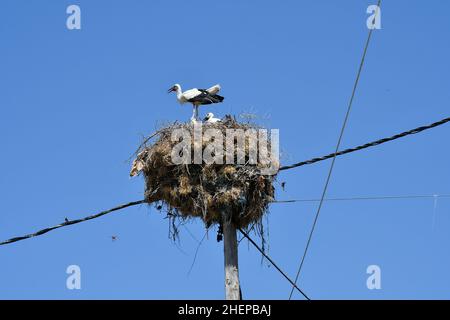 Greece, Stork nest with young birds on wooden power pole Stock Photo