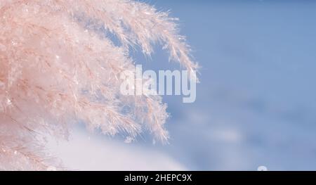 extreme close-up of snowflakes Stock Photo