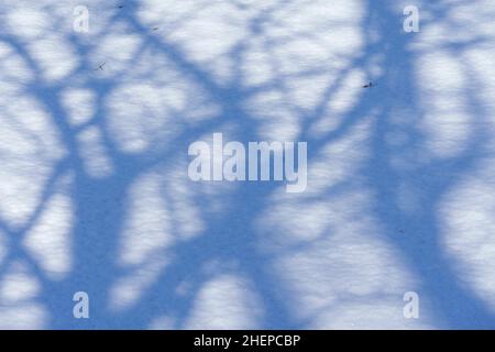 Shadow of tree on field covered with snow, Isehara City, Kanagawa Prefecture, Japan Stock Photo
