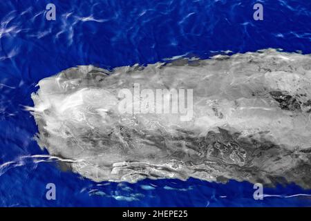 White albino Sperm Whale diving at sunset in mediterranean sea Stock Photo