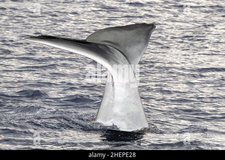 White albino Close contact with Sperm Whale diving mediterranean sea at sunset Stock Photo