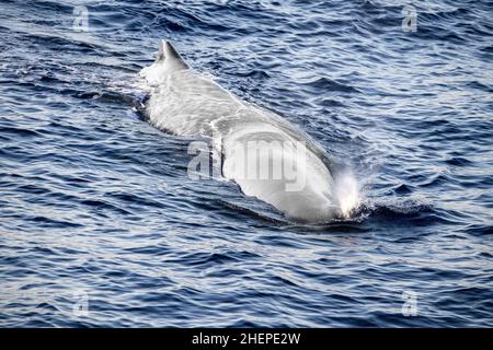 White albino Sperm Whale while blowing at sunset close up Stock Photo