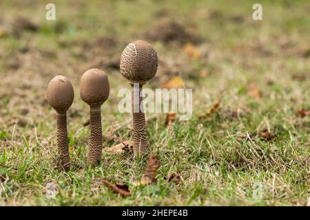 Close up of a row of three parasol mushrooms - Macrolepiota procera, wild fungi growing on the woodland floor at Bowood House and Gardens,Wiltshire,UK Stock Photo