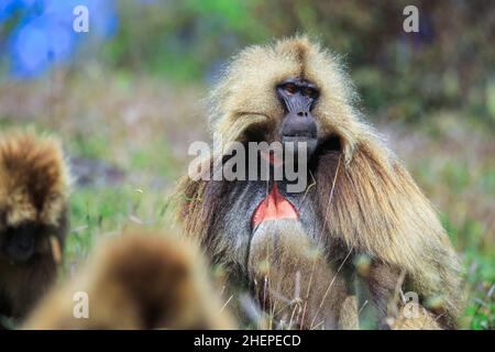 Close up portrait of Endemic Gelada Baboons, also called bleeding-heart monkey, living in the Ethiopian Highlands only, Simien Mountains, Ethiopia Stock Photo