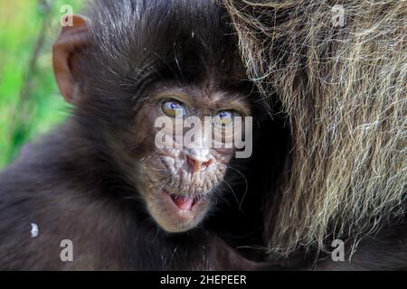 Pictures of Endemic Gelada Baboon Baby  living in the Ethiopian Highlands only Stock Photo