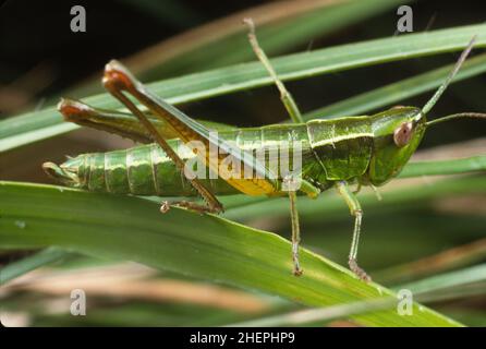 small gold grasshopper (Chrysochraon brachypterus, Euthystira brachyptera), sits on a leaf, Germany Stock Photo