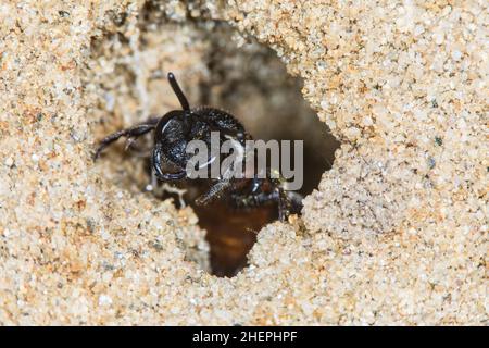 Cuckoo bee, Sweat bee, Halictid Bee (Sphecodes albilabris, Sphecodes fuscipennis), looking out of its nest tube, Germany Stock Photo