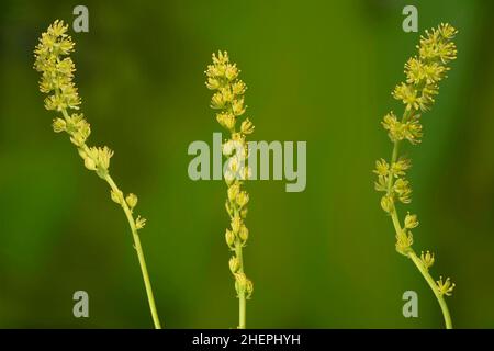 pine Asphodel, German Asphodel (Tofieldia calyculata, Tofieldia palustris), Three inflorescences, Germany, Bavaria Stock Photo