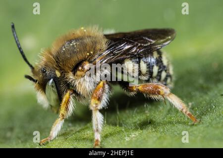 Leaf-cutter bee (Anthidium punctatum), Male on aleaf, Germany Stock Photo