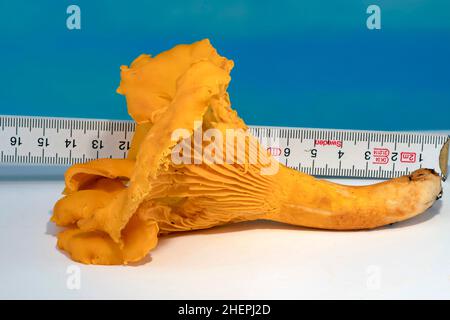 chanterelle (Cantharellus cibarius), Large chanterelle, 14 cm, Germany Stock Photo