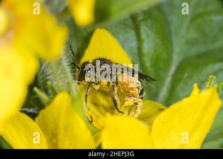 wild bee (Macropis fulvipes), collecting pollen at lysimachia, Germany Stock Photo