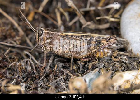 Italian locust (Calliptamus italicus, Calliptenus cerisanus), sits on the ground, Germany Stock Photo