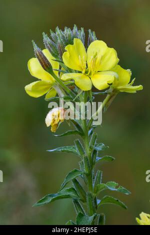 Intermediate Evening-Primrose (Oenothera x fallax, Oenothera fallax), inflorescence, Germany Stock Photo