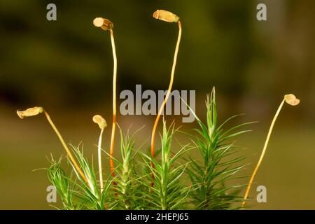 Star Moss, Haircap Moss, Hair Moss (Polytrichum formosum, Polytrichum attenuatum), moss with capsules, Germany, Bavaria Stock Photo