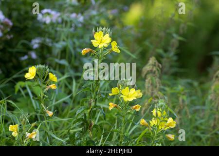 Intermediate Evening-Primrose (Oenothera x fallax, Oenothera fallax), blooming, Germany Stock Photo