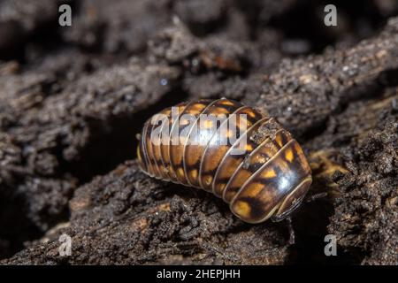 pill millipede (Glomeris hexasticha), on the ground, Germany Stock Photo