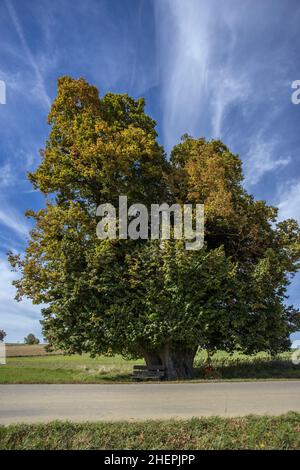 large-leaved lime, lime tree (Tilia platyphyllos), 600 year old lime tree near Arndorf in the district of Erding, Germany, Bavaria, Arndorf Stock Photo