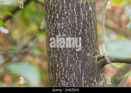 alder buckthorn, glossy buckthorn (Frangula alnus, Rhamnus frangula), bark, Germany Stock Photo