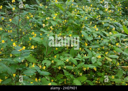 western touch-me-not (Impatiens noli-tangere), blooming, Germany Stock Photo