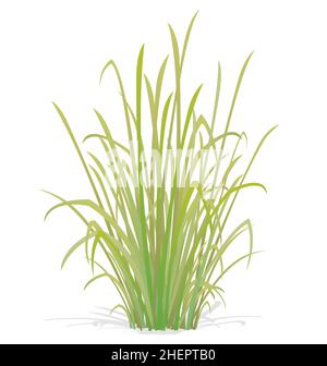 large tuft of grass plant bush vector isolated on white background Stock Vector