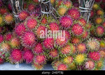 Rambutan (Nephelium lappaceum) is a medium-sized tropical tree in the family Sapindaceae. The name also refers to the edible fruit produced. Stock Photo