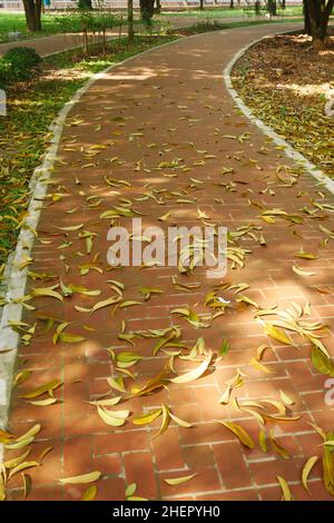 fallen dry leaves on ground close up  Stock Photo